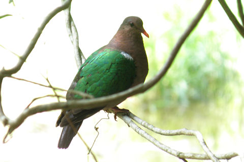 Emerald Dove (Chalcophaps indica)